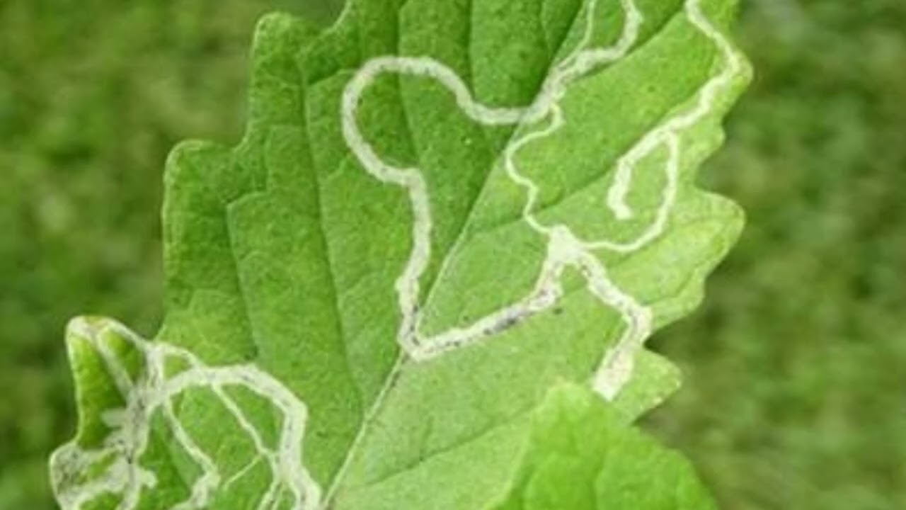 ಟೊಮೆಟೊ ರಂಗೋಲಿ ಕೀಟ ನಿರ್ವಹಣೆ ಹೂಜಿ tomato leafminor pinworm controle measure complete info#agriculture