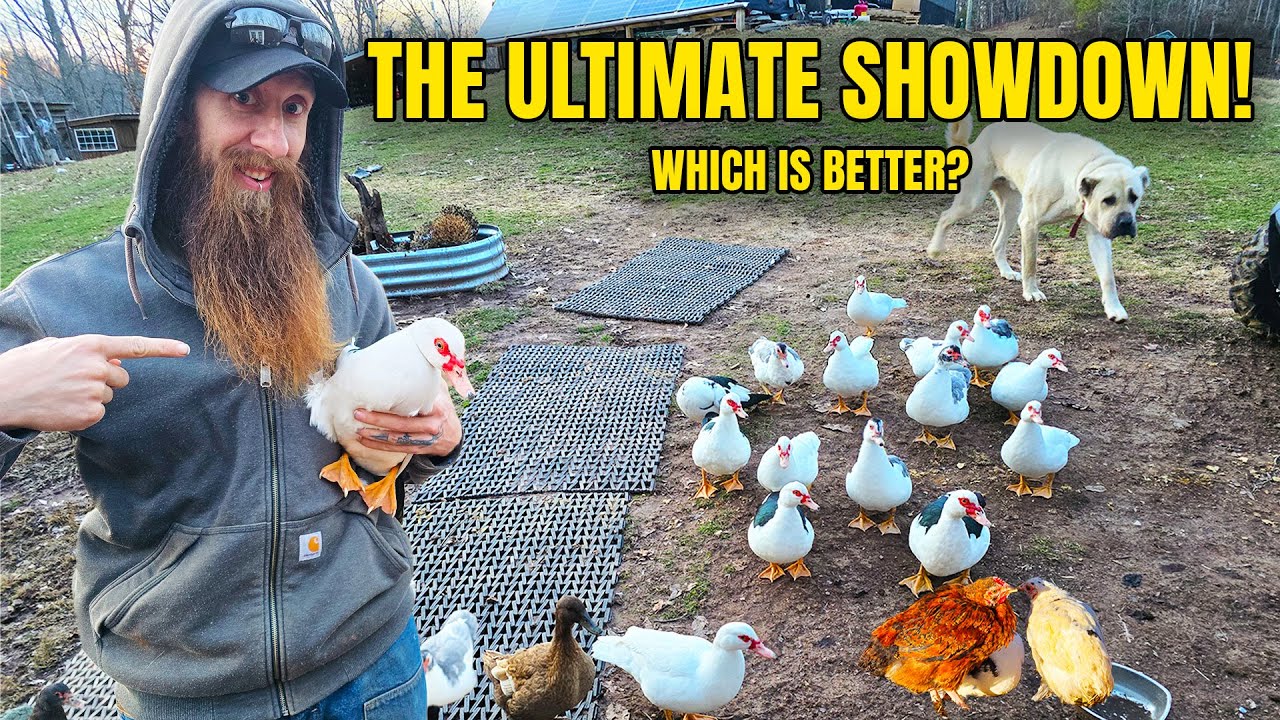 Ducks instead of chickens? Here's why.