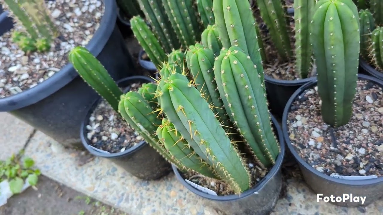 Trichocereus Seedling genetics.