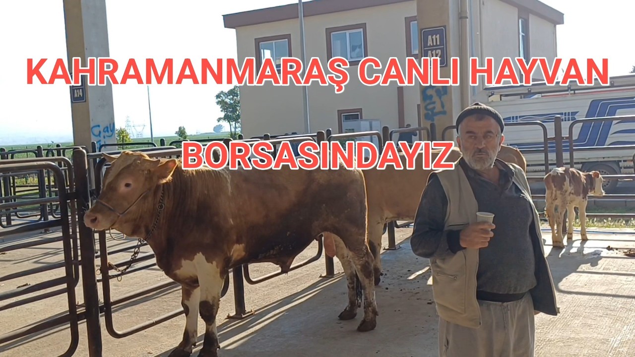 KAHRAMANMARAŞ CANLI HAYVAN BORSASI #kurbanlık #köy #tarım #hayvancılık