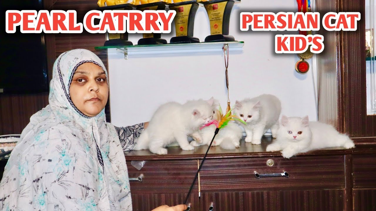 New Cat's Baby Persian Kittens At Pearl Catrry by Zulekha Shaikh