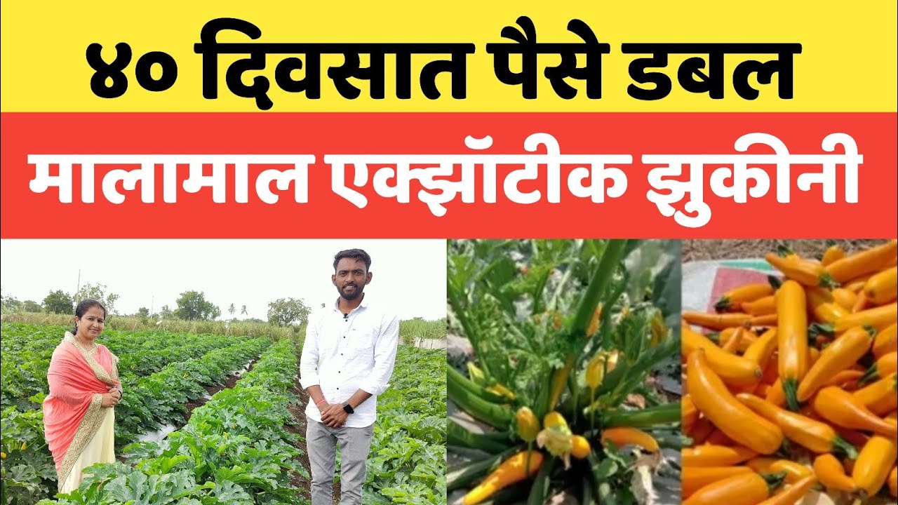 ४० दिवसात पैसे डबल | झुकीनी लागवड ते काढणी ,मार्केटिंगपर्यंत संपूर्ण माहिती| मालामाल एक्झॉटीक झुकीनी