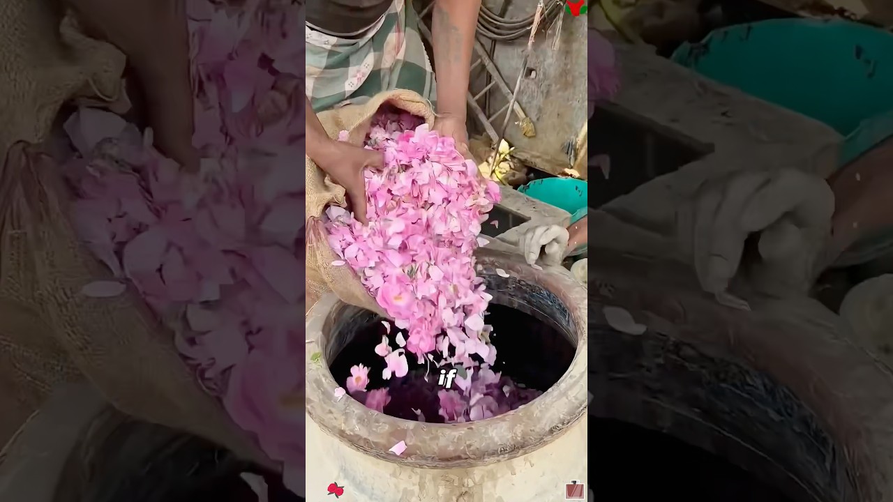 Как производят духи в Индии? #знаете_вы #знания #удивительно #fyp