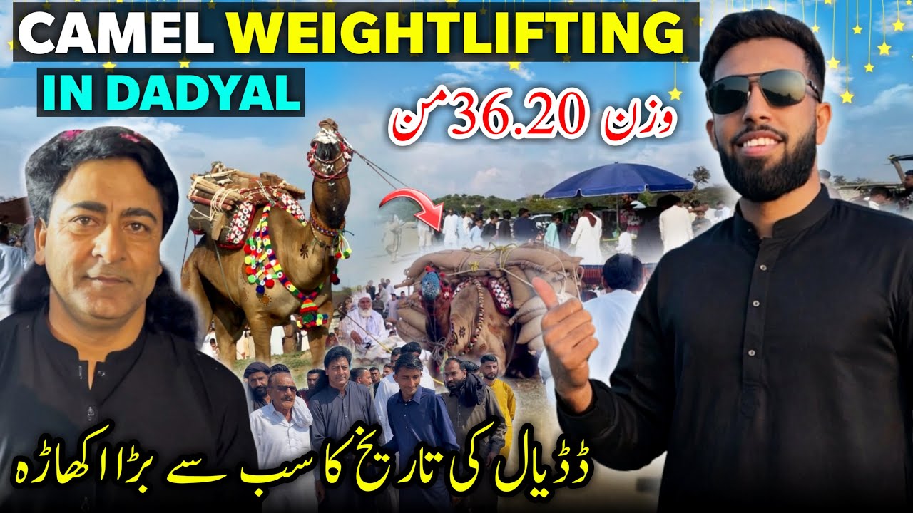 Camel Weightlifting Challenge 😍🐪 Surakhi Dadyal 2026 || 36.20 Mann || Ch Zulfiqar Bhutto || Vlog