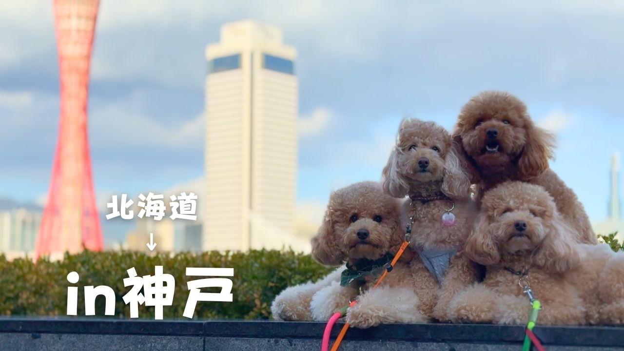 【関西旅行編♯6】2日酔い限界多頭飼い男のオフ会in神戸