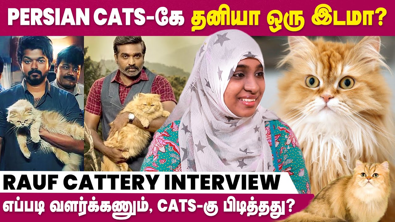 Persian Cat ரொம்ப Clean Water தான் குடிக்கும் | Rauf Cattery Interview