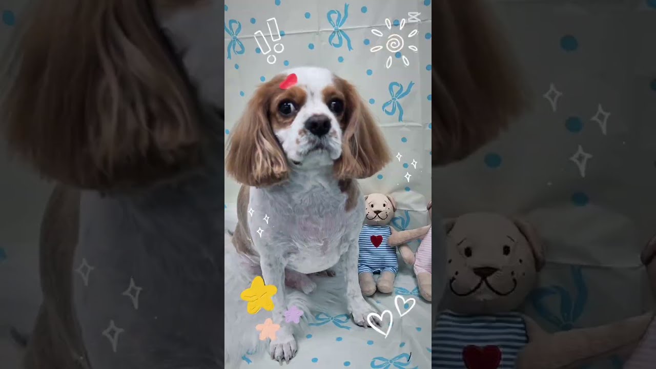 킹찰스스페니얼 보리😍보리 착하게 미용받아줘서 고마웡~너무나 이쁜 울보리~♡