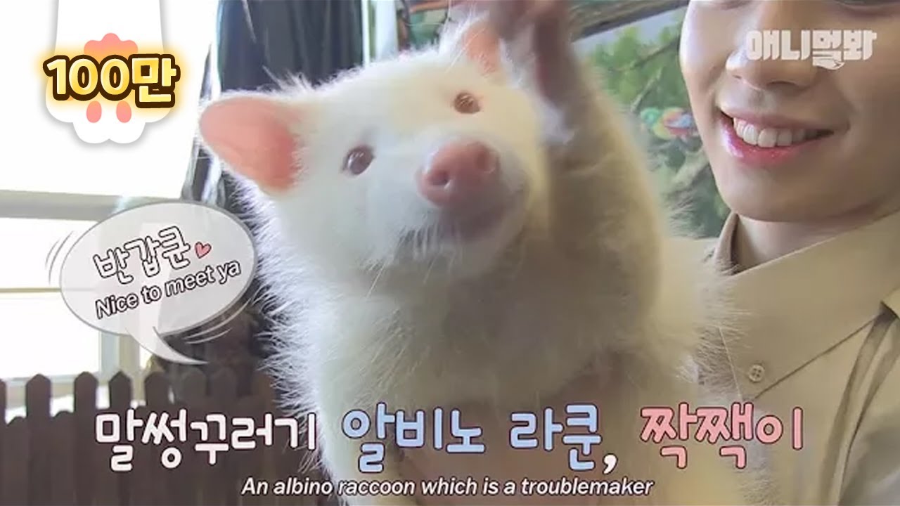 Енот альбинос, который является очень редким животным в мире