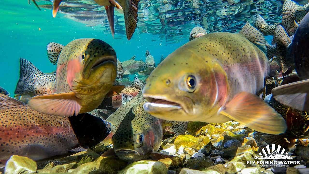 Big Spawning Rainbow Trout in Montana's Georgetown Lake | Fly Fishing Waters