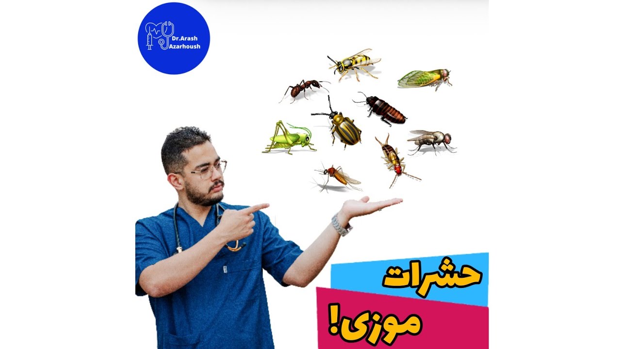 شپش گال