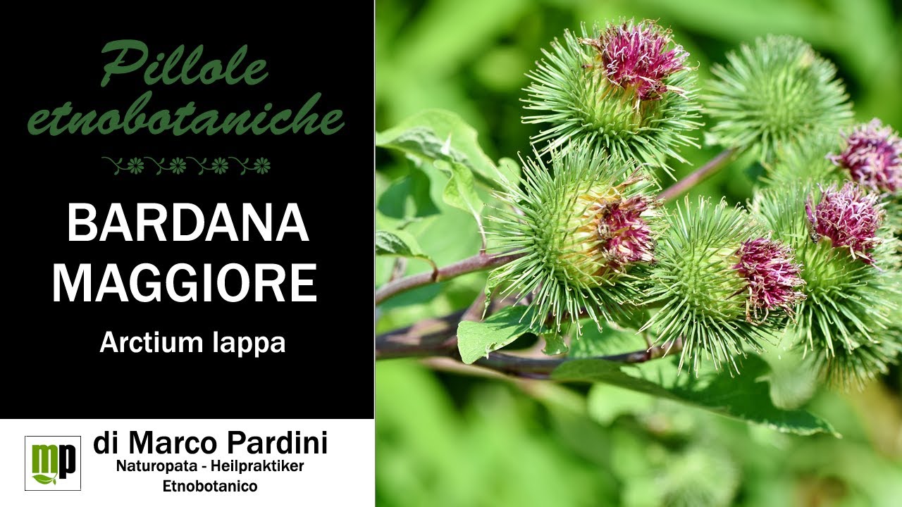Pillola etnobotanica - Bardana