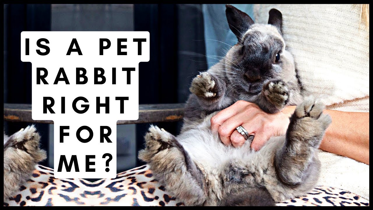 Is A Pet Rabbit Right For Me?