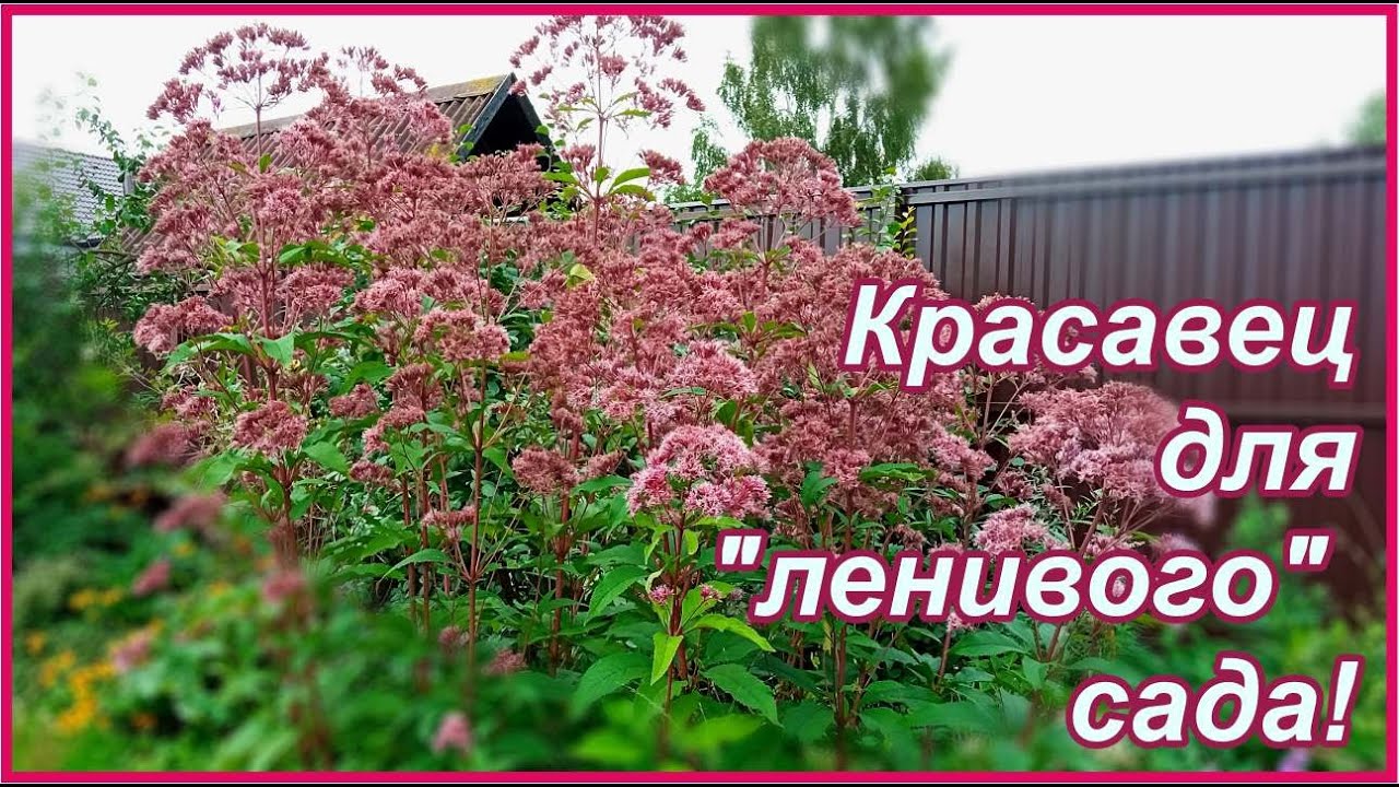 Красавец без капризов - посконник  в саду и его партнеры.