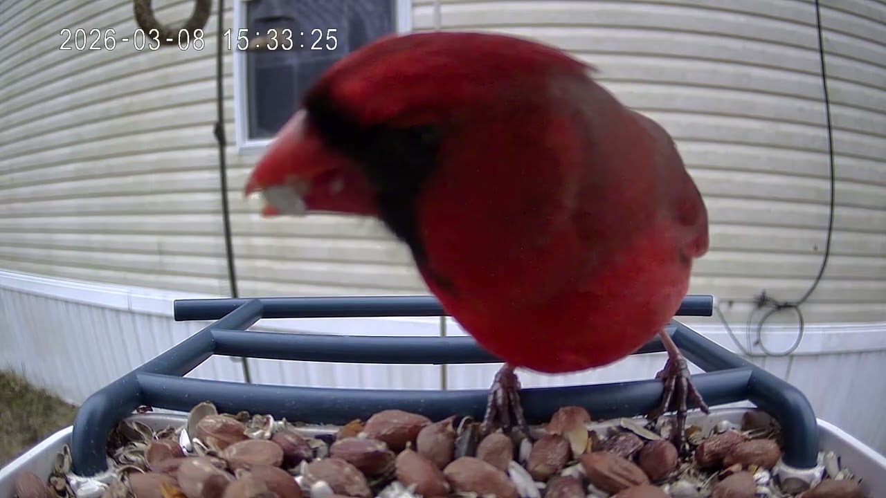 Cardinal of the day March 8th 2026