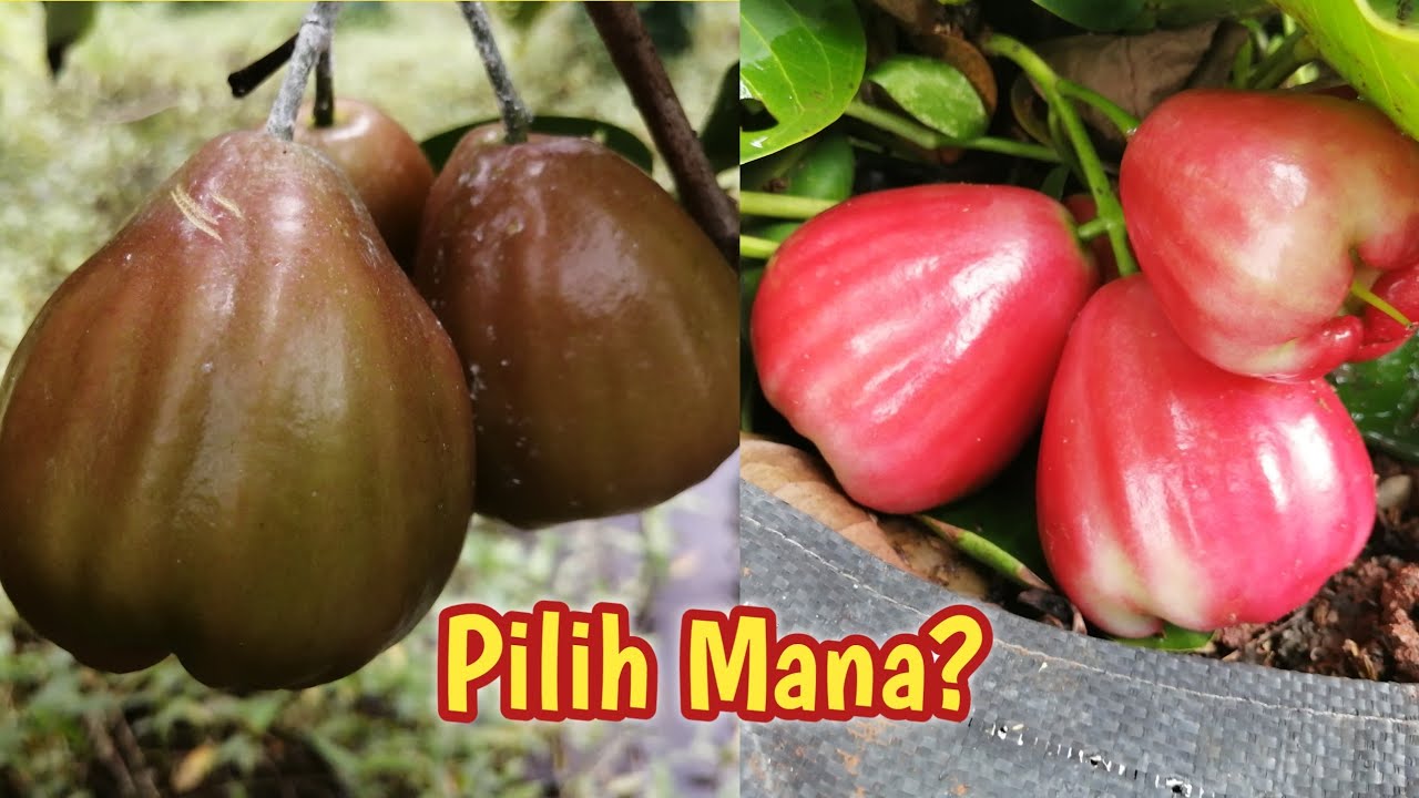 DUET JAMBU GAJAH PEKALONGAN VS RED TAIWAN SAMA-SAMA 