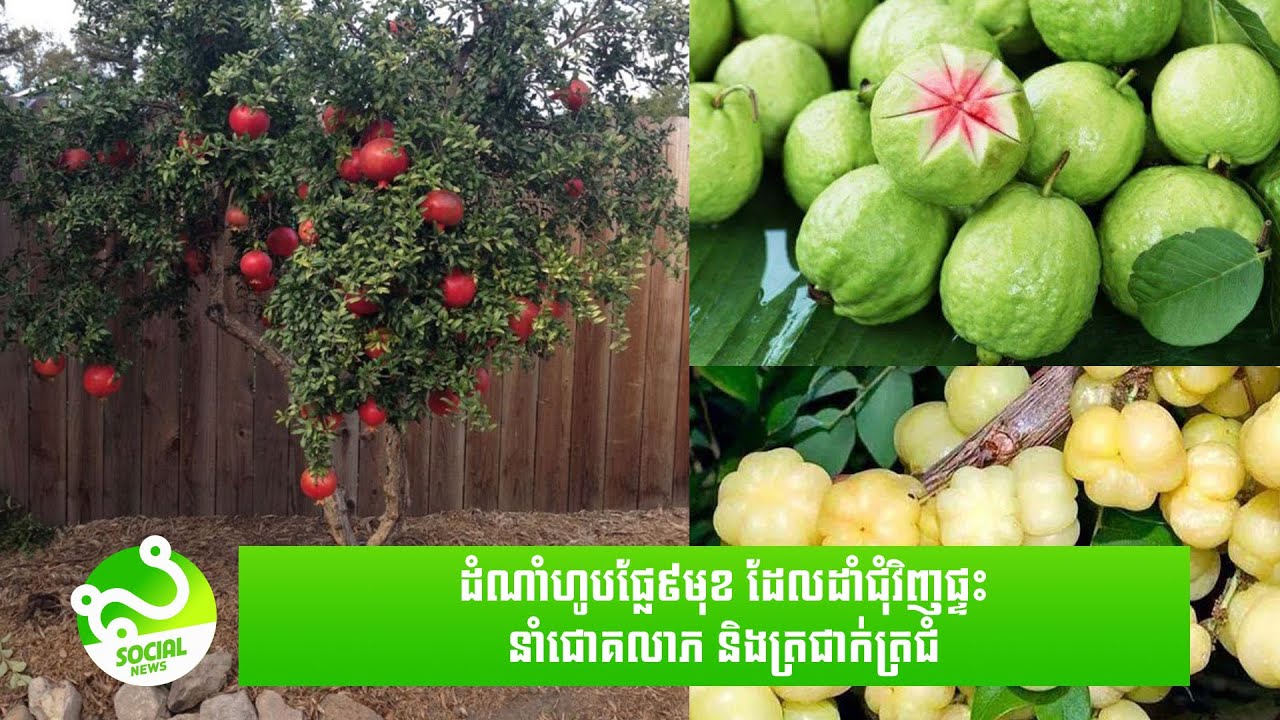 ដំណាំហូបផ្លែ ៩មុខ ដែលដាំជុំវិញផ្ទះនាំជោគលាភ និងត្រជាក់ត្រជំ