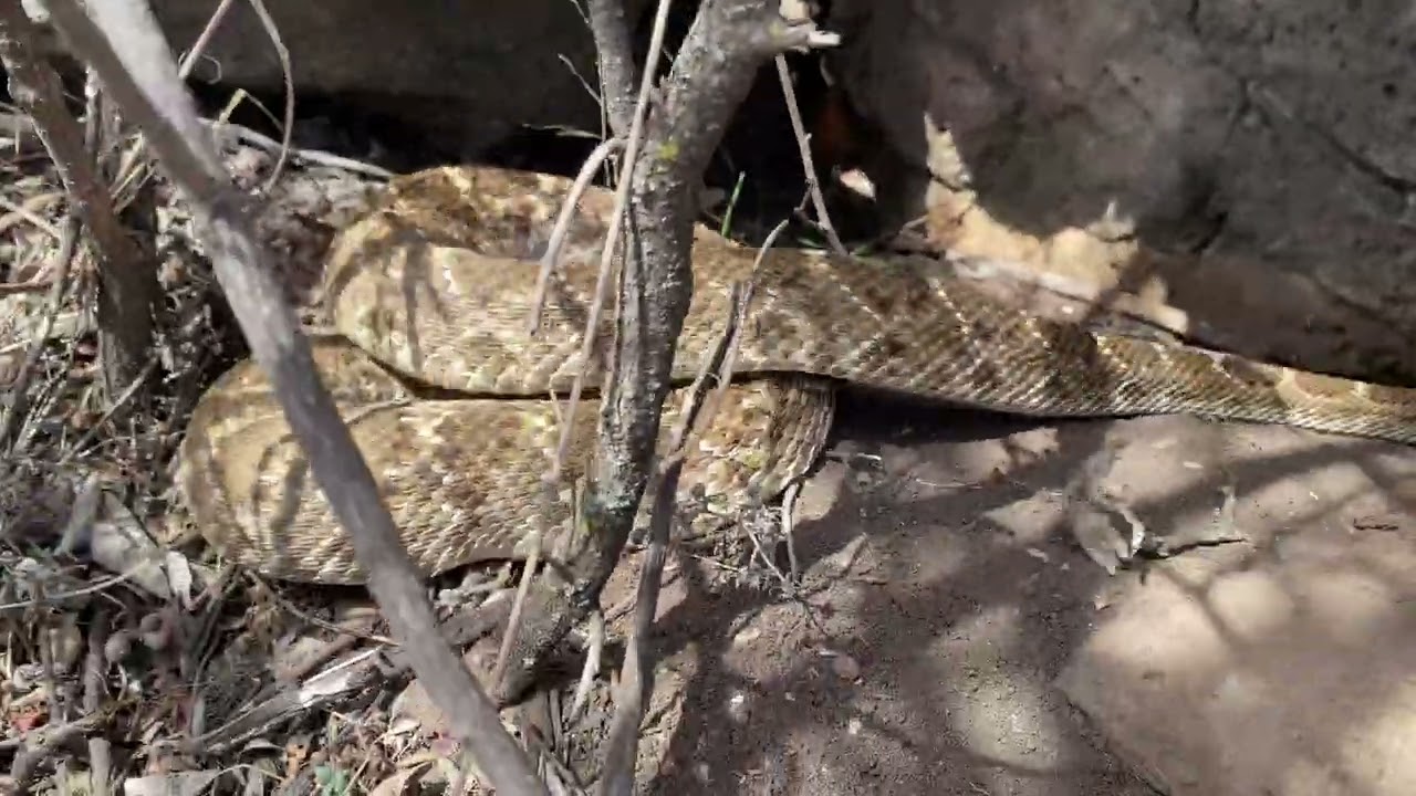 Huge Rattlesnake Den in Oklahoma 2022