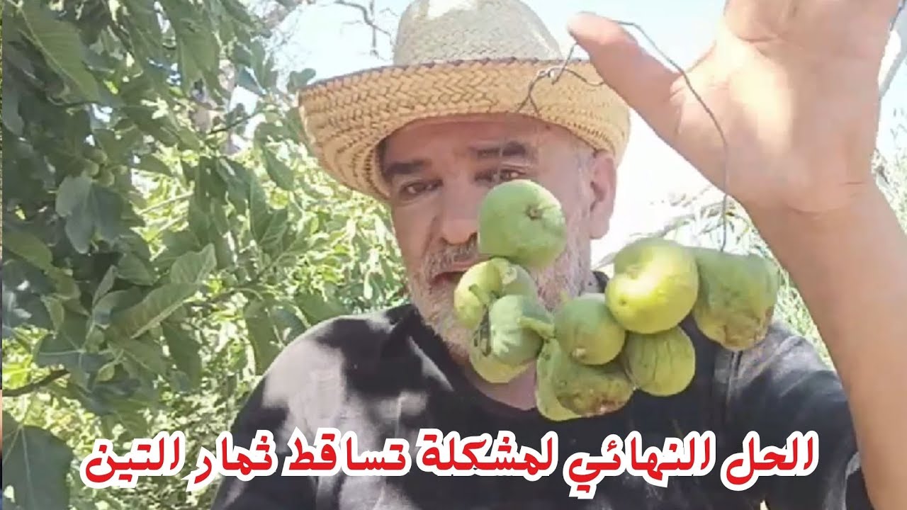 العلاج النهائي لمشكلة تساقط ثمار التين وبصفة دائمةمع #قناة_الظهرة_الفلاحية .