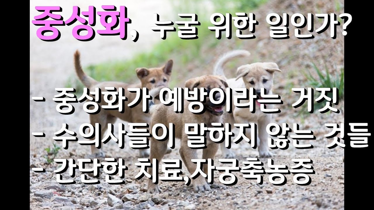 중성화, 누굴 위한 일인가? - 죽을 수도 있는 중성화 후유증, 감춰진 진실