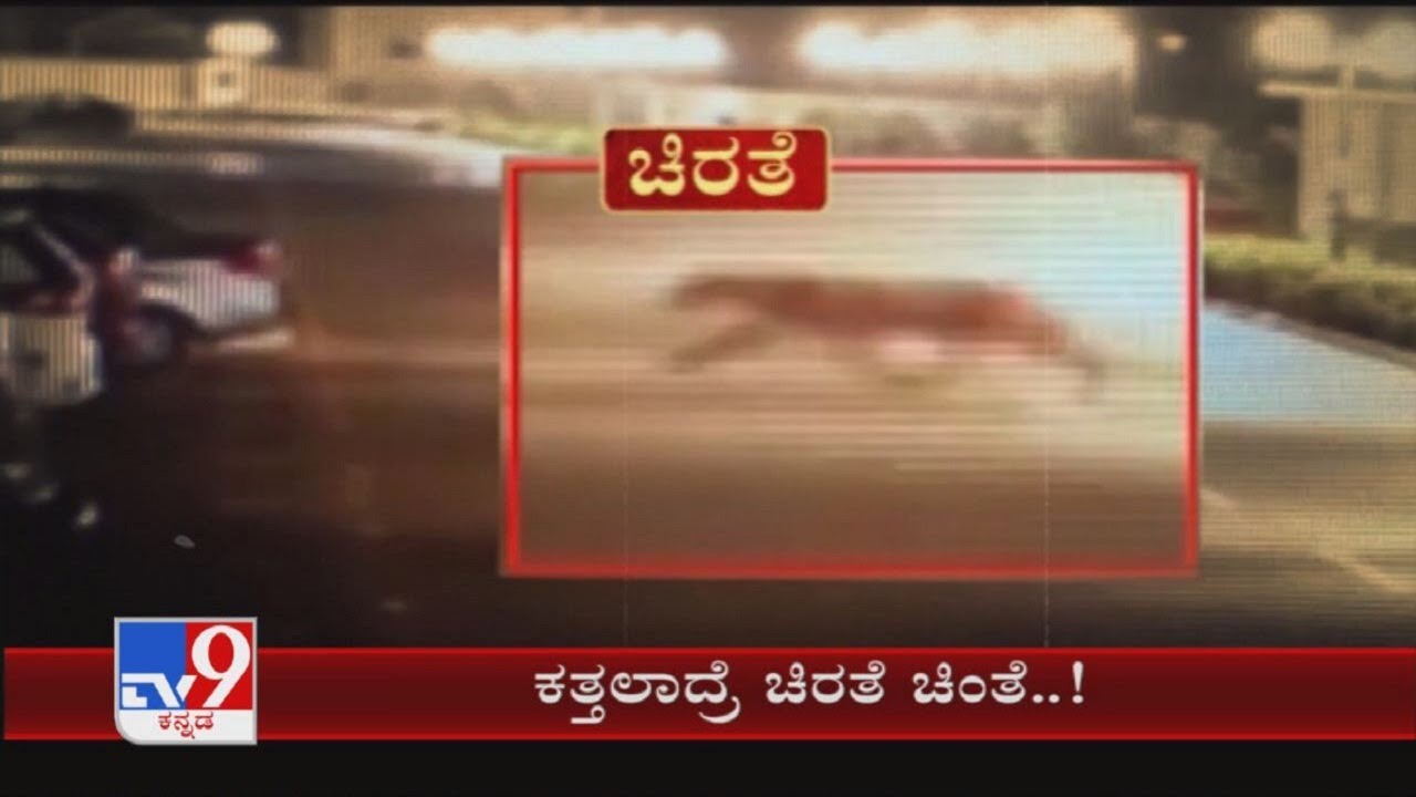 Leopard Enters Bengaluru Apartment, Creates Scare
