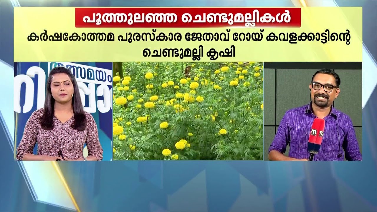 ചെണ്ടുമല്ലിക പൂക്കൾ കൊഴിയുന്നില്ലല്ലോ..!! വാഴത്തോട്ടത്തിൽ പൂക്കൾ കൃഷി ചെയ്ത് കർഷകൻ | Chendumallika
