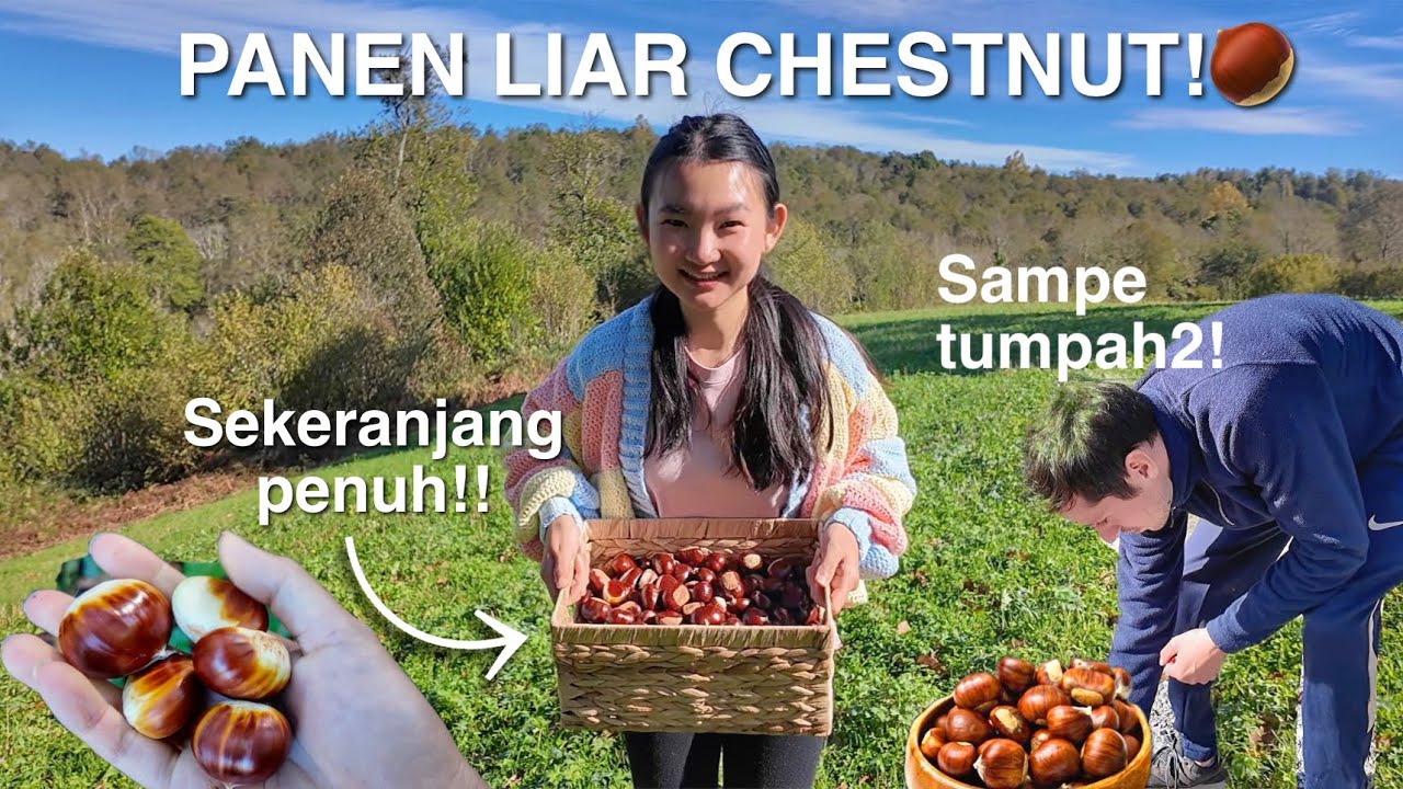 PANEN BARBAR CHESTNUT LIAR SEKERANJANG PENUH‼️ SAMPAI TUMPAH2