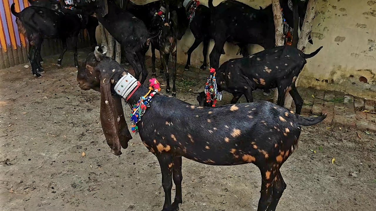 Pure Kamori Goat Breed Story of Photo| Traditional Farm