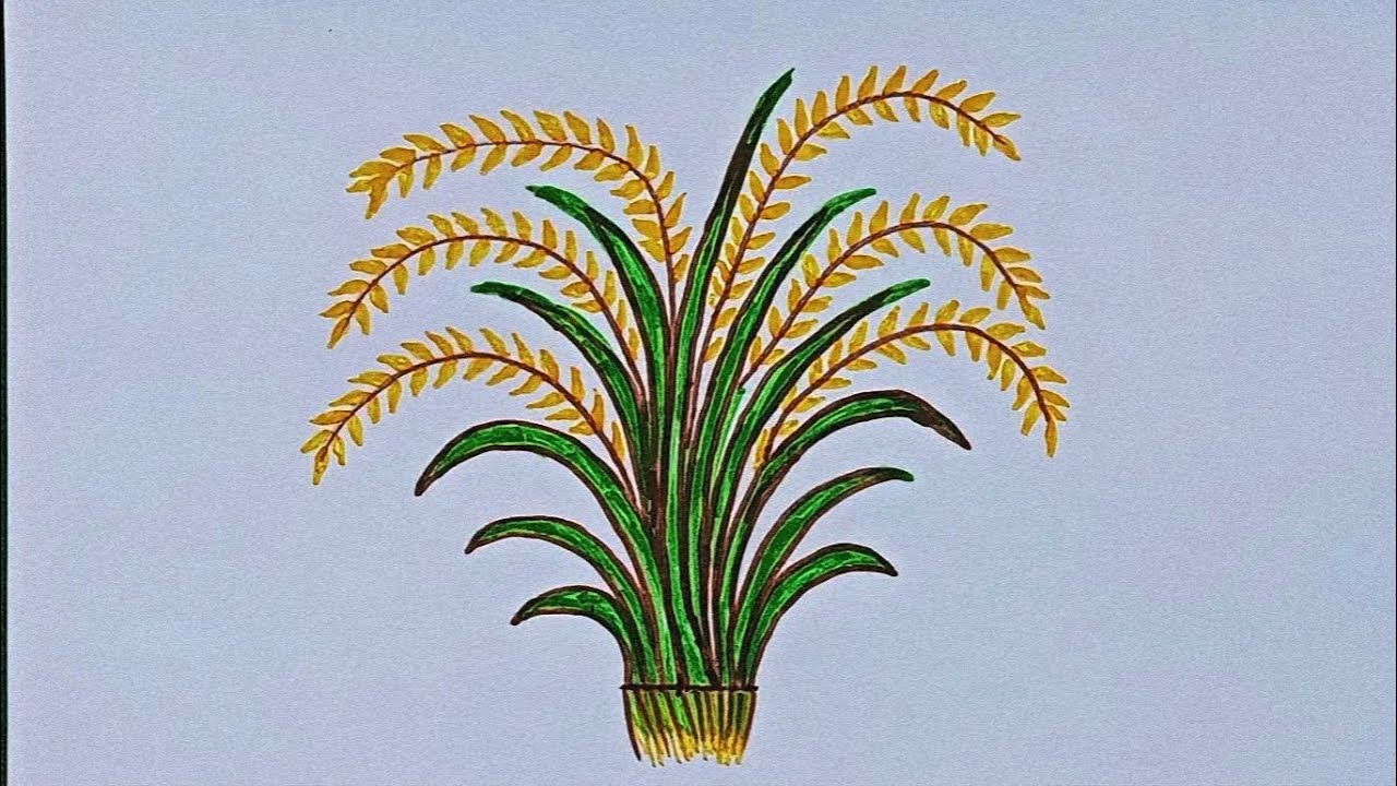  How to draw Rice plant |Rice ears art |