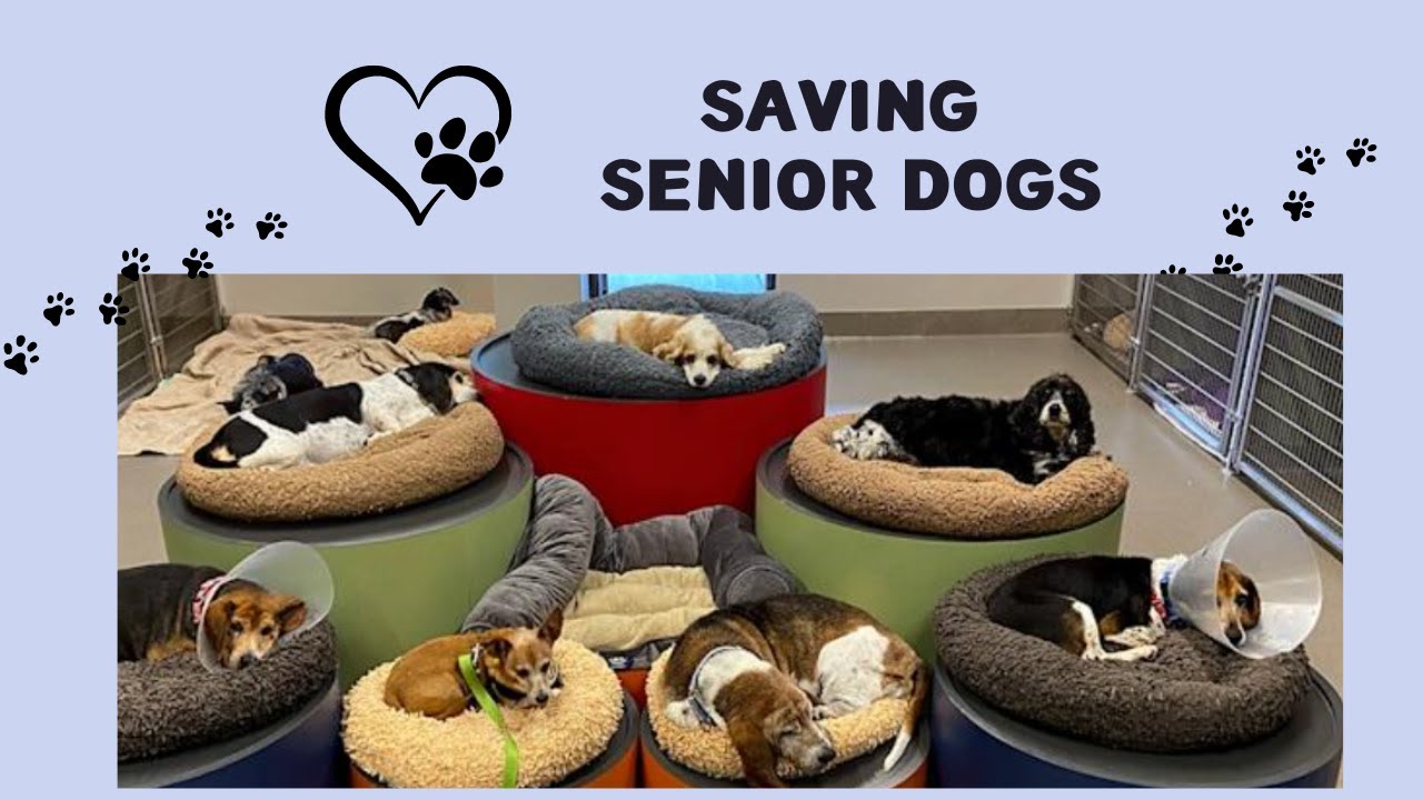 🐕‍🦺  Check out ---- The Old Friends Senior Dog 🐕‍🦺 Sanctuary? Providing Senior  🐶 With Forever Homes