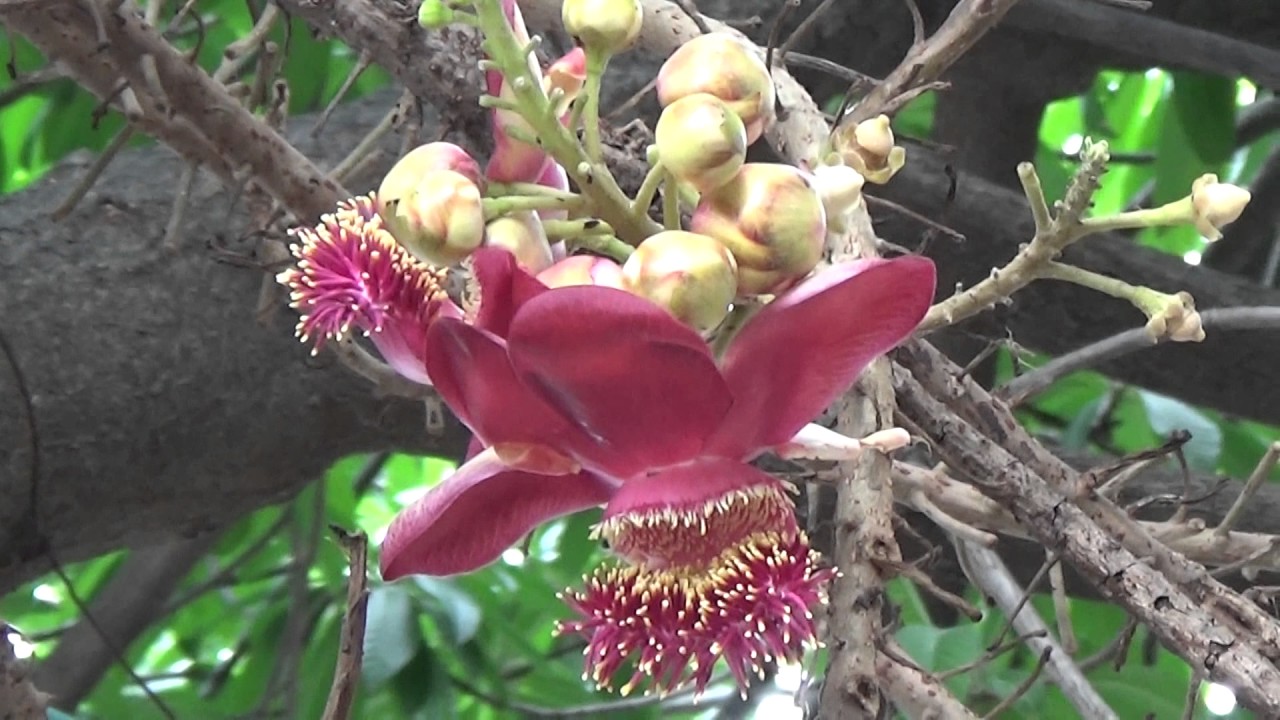 Indian Trees & Plants | Rare & Beautiful 'Nag Champa' Tree In The Busy City Of Kolkata, WB, India