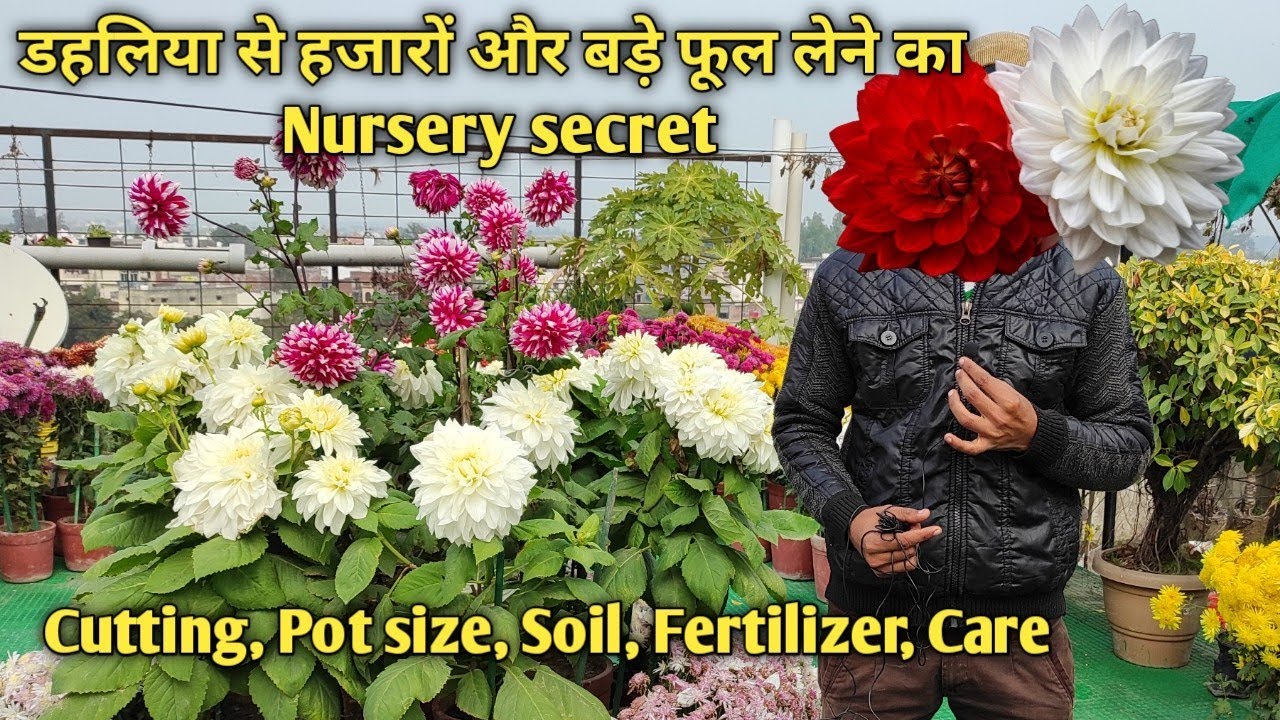 डहलिया से सैकड़ों फूल लेने का जादुई तरीका जो कोई नहीं बताऐगा || How to get big size dahlia flower