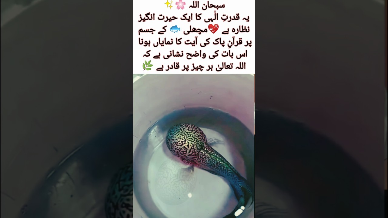 Miracle Fish with Quranic Verse🐟✨ SubhanAllah#IslamicWonder #DivinePower #FaithInAllah #Nature
