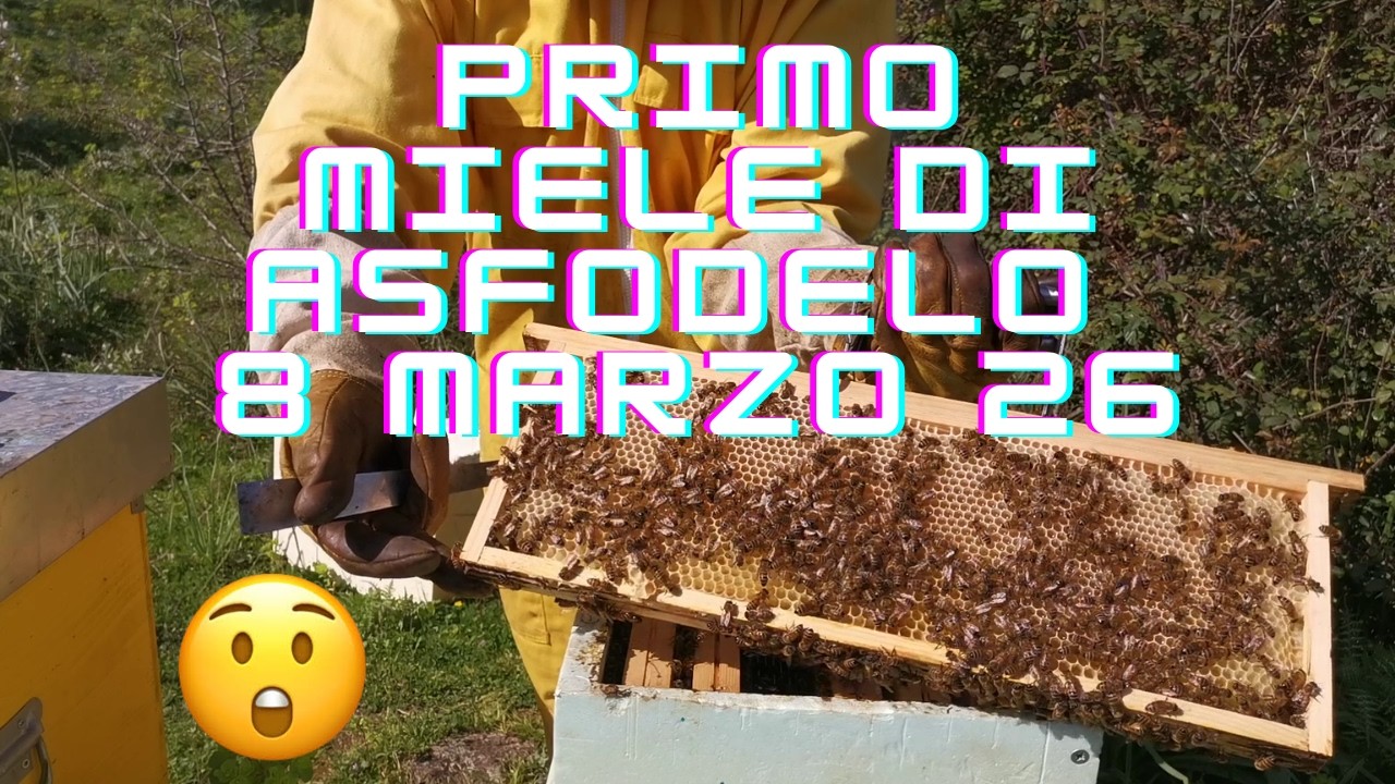 Miele di asfodelo 8 Marzo 26