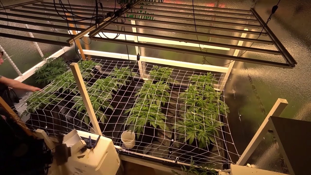 Que es el rendimiento de un cultivo interior? Como se puede mejorar?