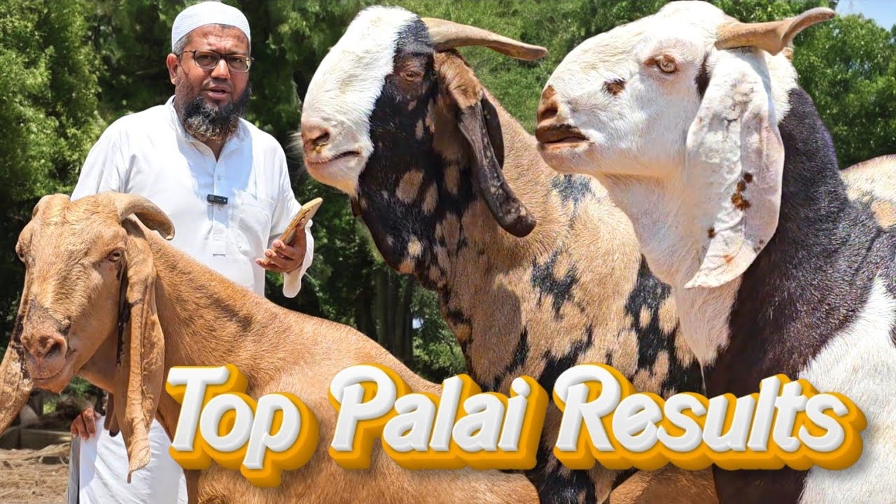 Noorani Goat Farm ke Palai Results | Heavyweight Khassi Goats