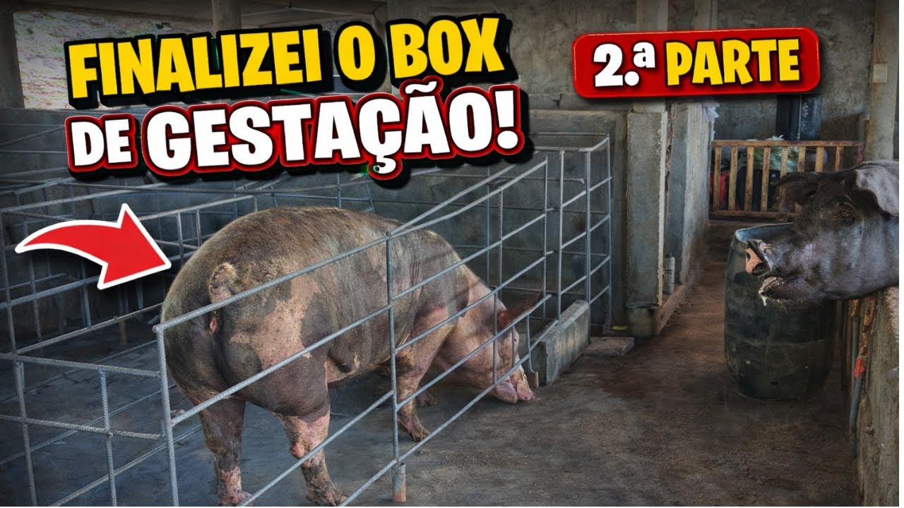 COMO FAZER BOX DE GESTAÇÃO SUÍNA, FINALIZAÇÃO COMPLETA COM TODOS OS DETALHES.  