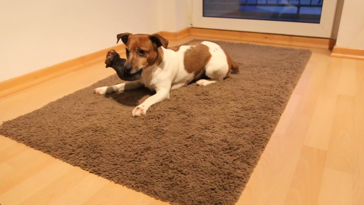 ASMR – Dog chewing a dried cow ear / Hund frisst ein getrocknetes Rinderohr