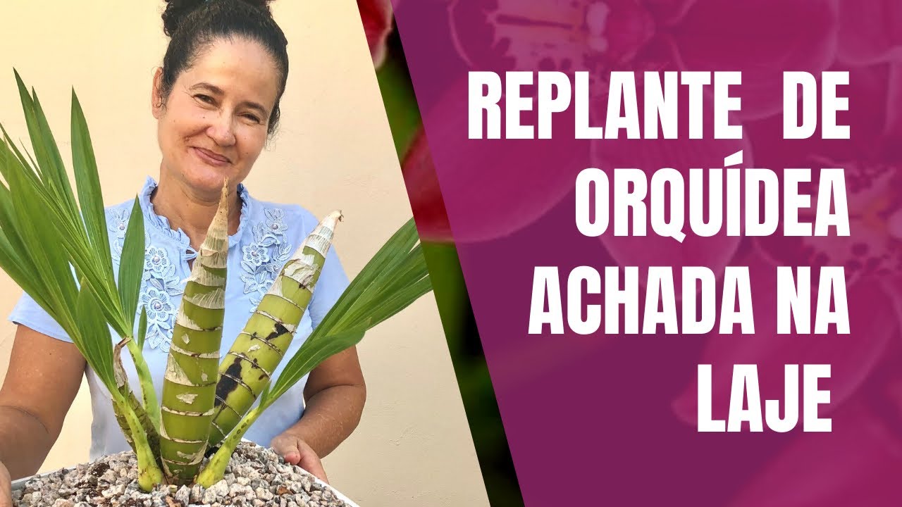Replante de orquidea cyrtopodium