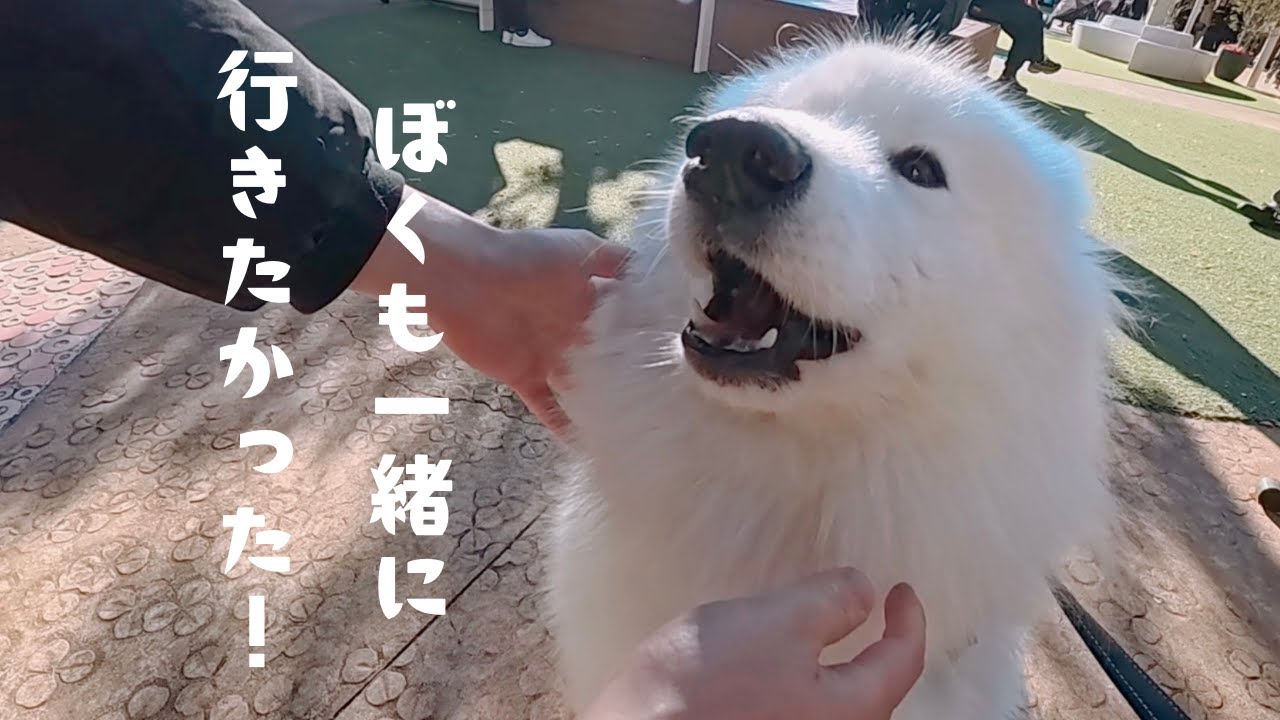 一緒にお店に行きたかったと文句をいう大型犬が可愛すぎました【サモエド】