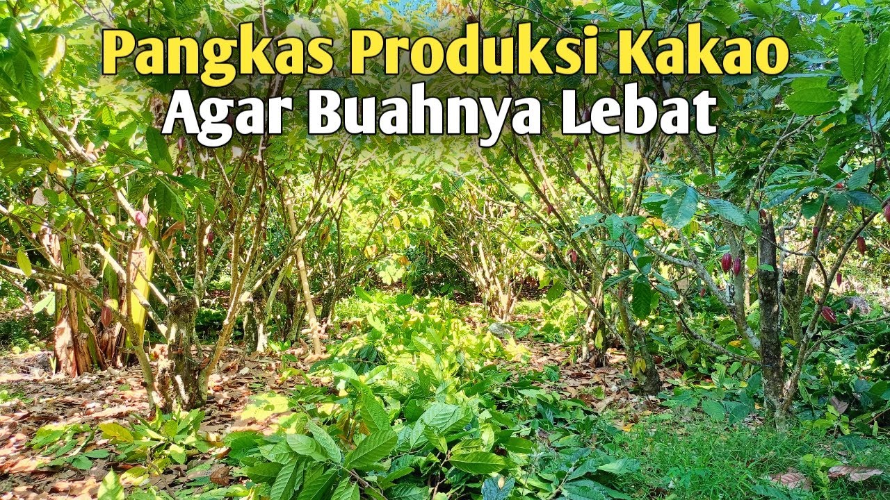Cara Pangkas Produksi Kakao Agar Buahnya Lebat di Awal Tahun !