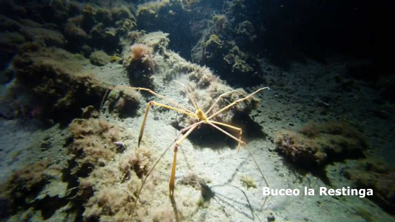 BUCEO LA RESTINGA ENERO Y FEBRERO 2014