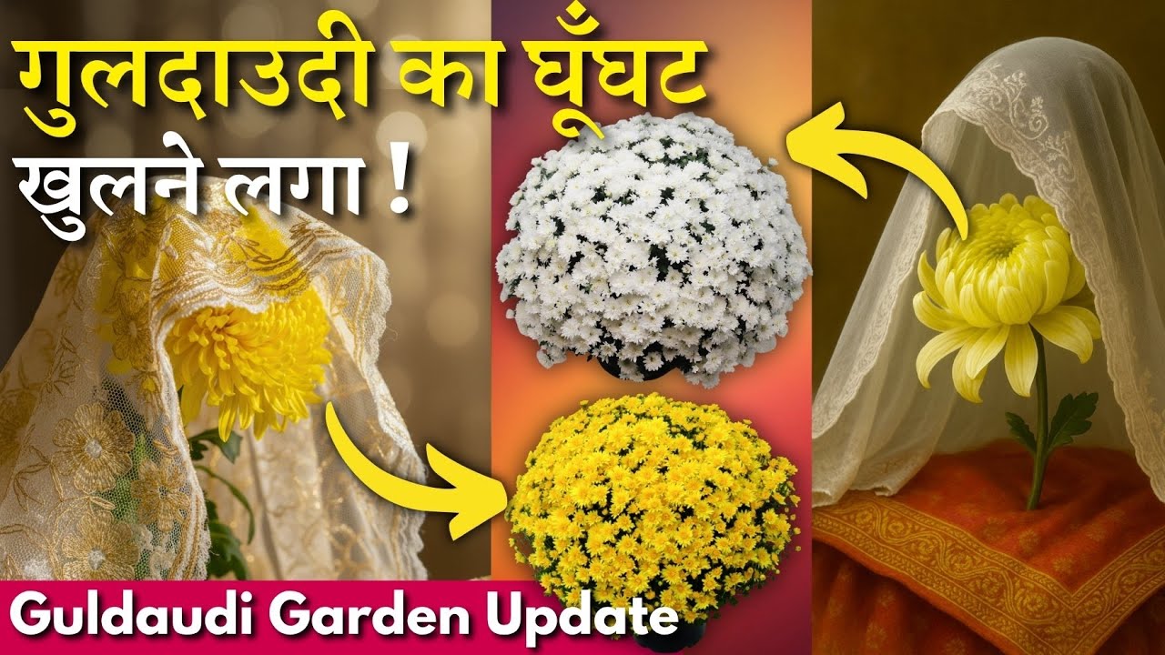 Вуаль хризантем начинает раскрываться || Обновление сада Гулдауди за ноябрь-декабрь