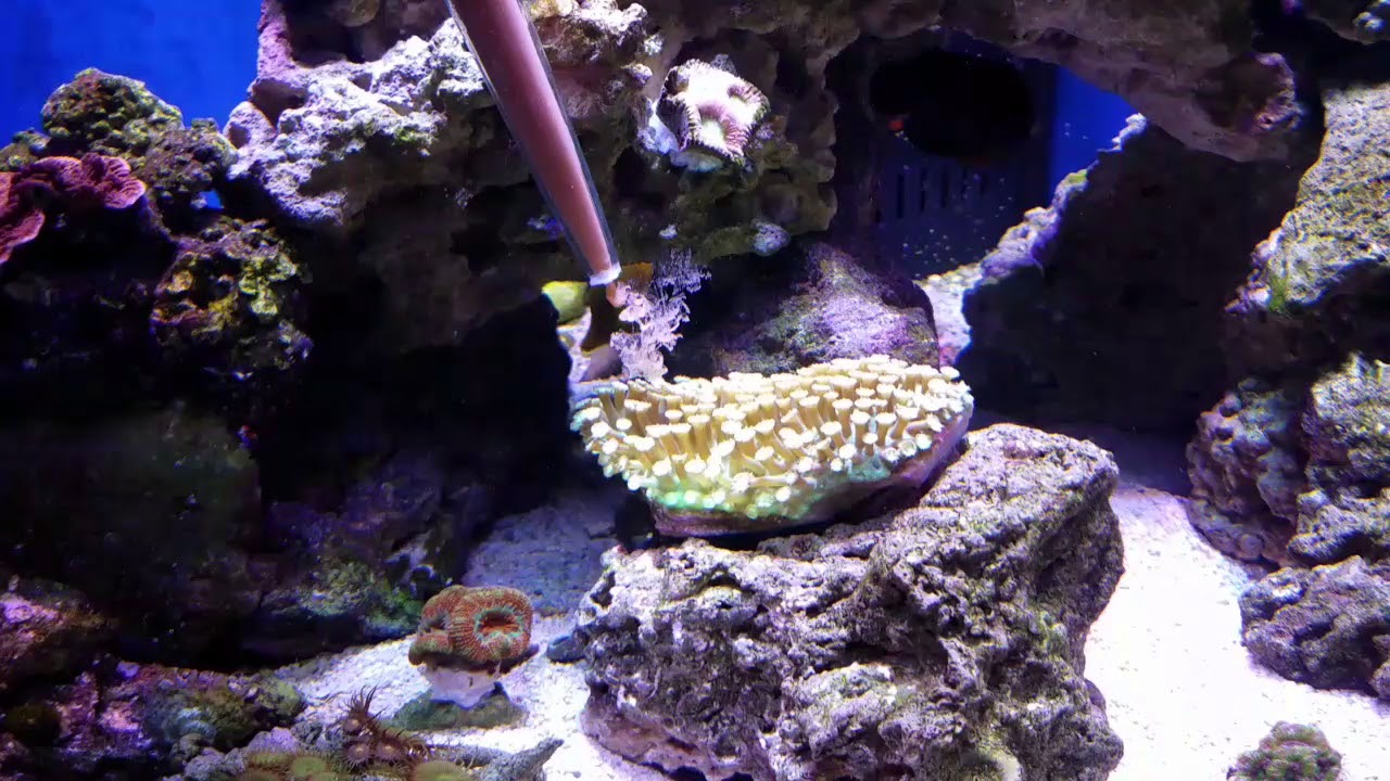 Reef roids feeding goniopora corals