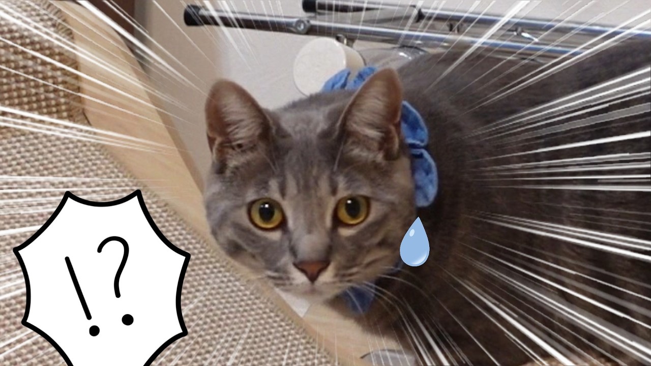 【その後…】新しい爪とぎにマタタビを投下！【熊次郎と虎次郎/保護猫兄弟とアラフィフ夫婦】