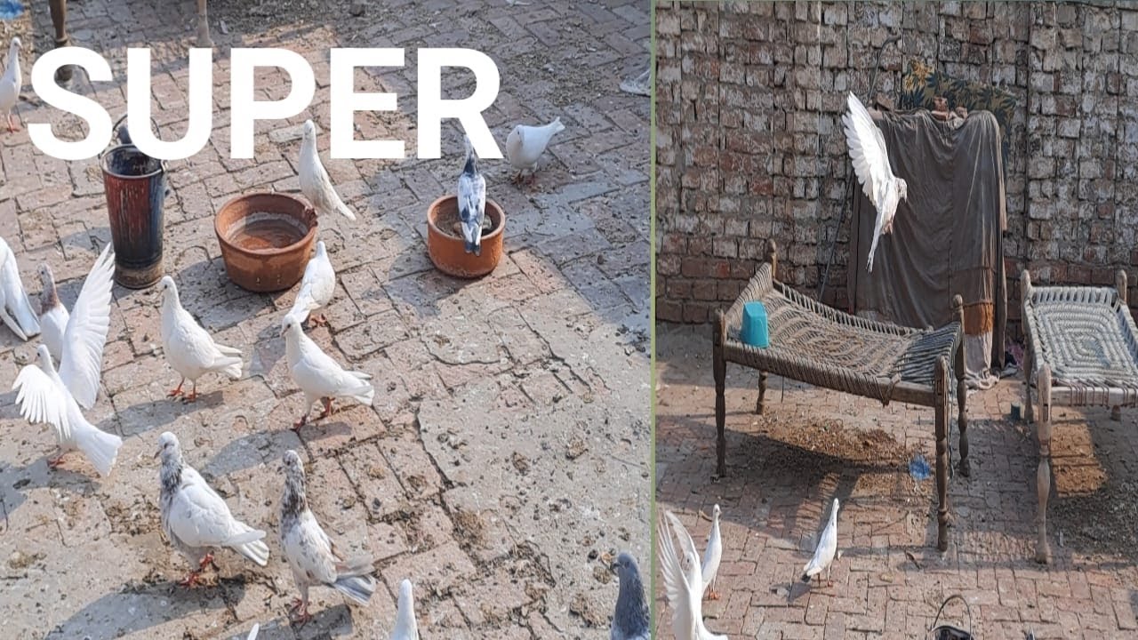 pigeon best breeding setup