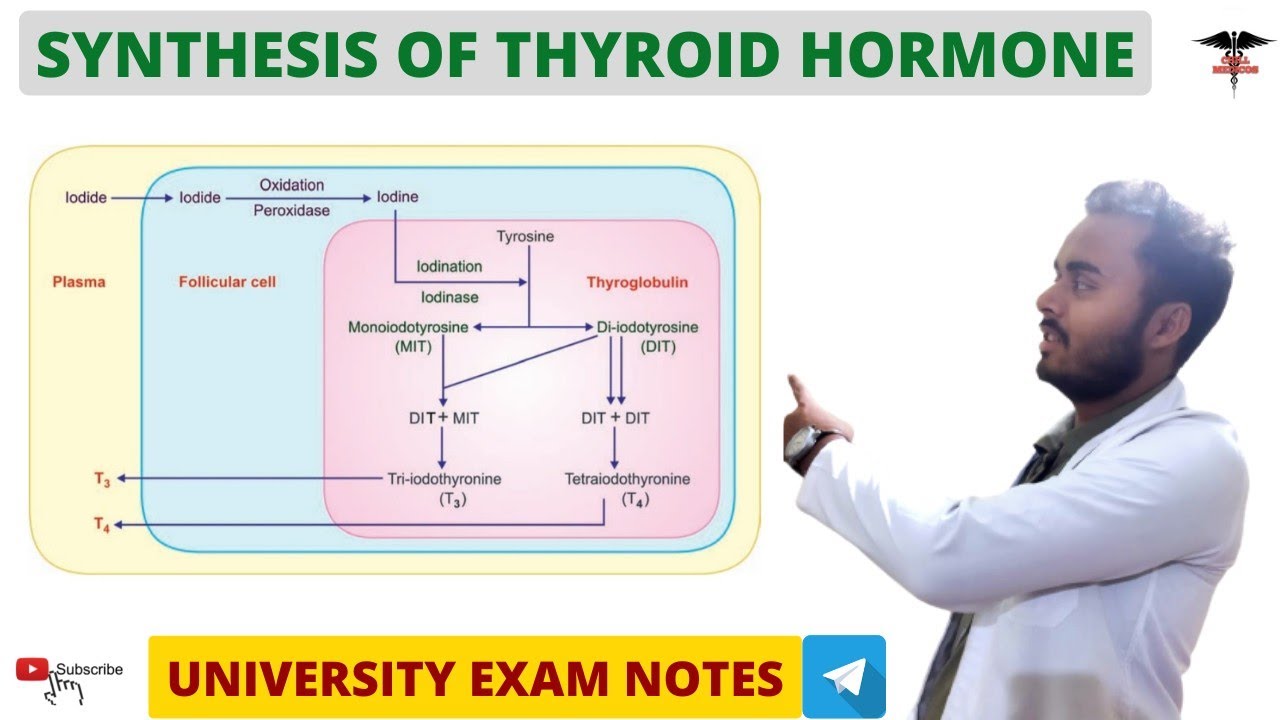 Synthesis of Thyroid Hormone || Endocrine physiology