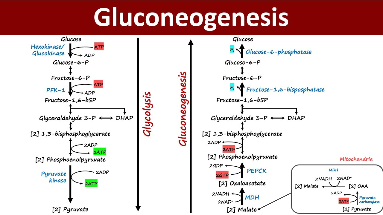 Gluconeogenesis | Pathway Overview | Gluconeogenic precursor | Metabolism | Biochemistry Basics