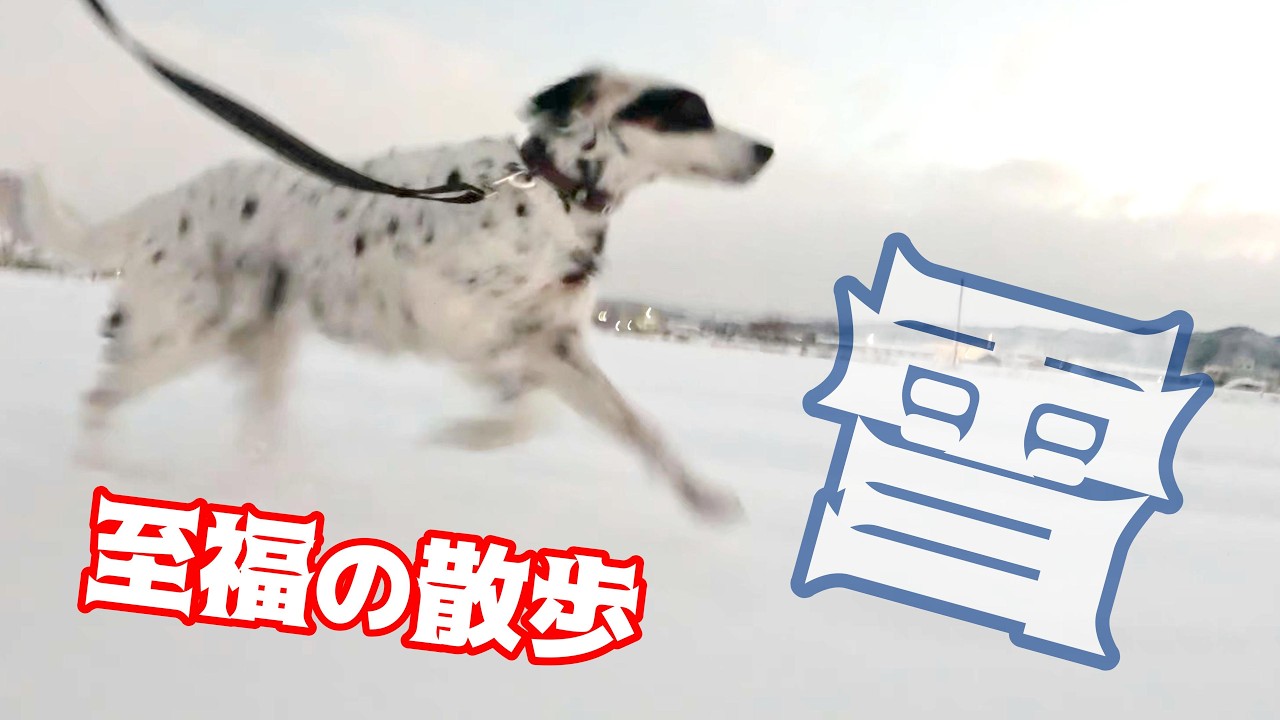 雪、ワンコと至福の散歩　#イングリッシュセッター