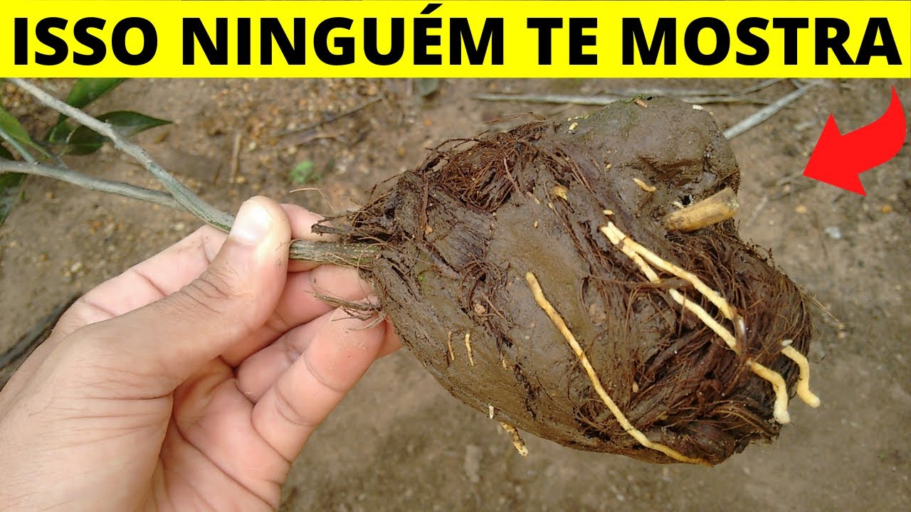 Alporquia de laranja