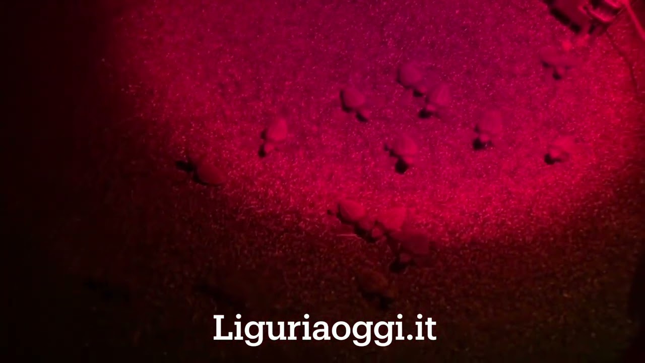 Nate le tartarughe Caretta caretta del nido di Sestri Levante